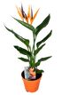Bird of paradise flower-Strelitzia Plant - THE GARDEN CENTRE