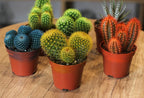 Cactus and Succulent Indoor Plant 10-15cm - THE GARDEN CENTRE
