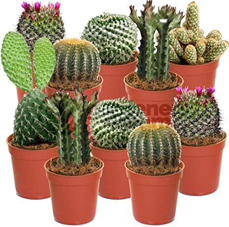 Cactus and Succulent Indoor Plant 10-15cm - THE GARDEN CENTRE