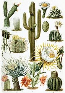 Cactus and Succulent Indoor Plant 10-15cm - THE GARDEN CENTRE