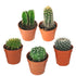 Cactus and Succulent Indoor Plant 10-15cm - THE GARDEN CENTRE