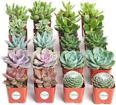Cactus and Succulent Indoor Plant 10-15cm - THE GARDEN CENTRE