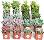 Cactus and Succulent Indoor Plant 10-15cm - THE GARDEN CENTRE