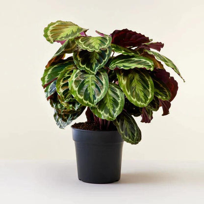 Calathea Collections - THE GARDEN CENTRE