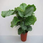 Calathea Collections - THE GARDEN CENTRE