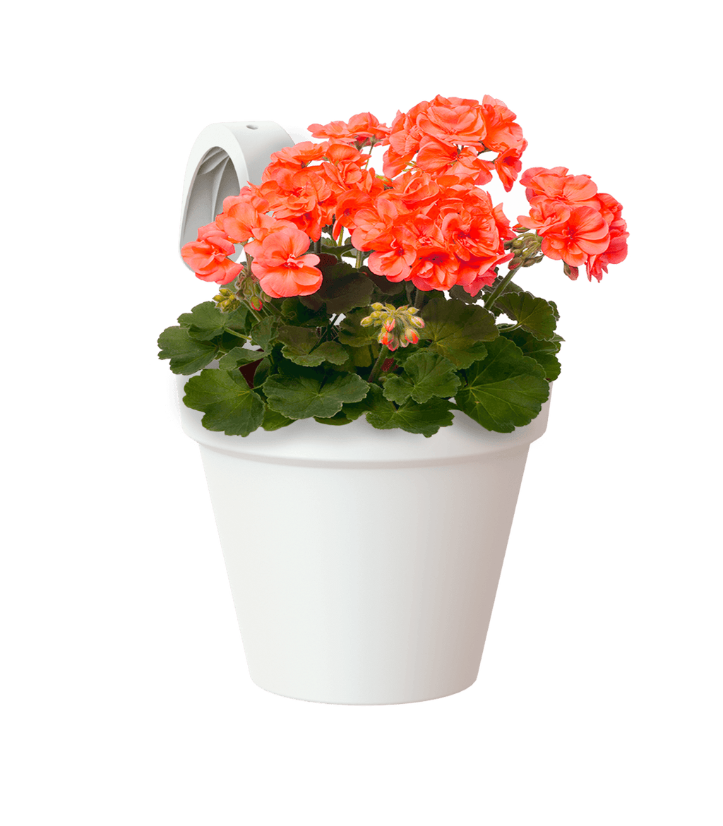 Capri balcony pot single - THE GARDEN CENTRE
