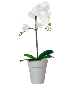Capri Orchid Pot with Orchid Gift Combo (4plants with pots) - THE GARDEN CENTRE