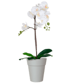 Capri Orchid Pot with Orchid Gift Combo (4plants with pots) - THE GARDEN CENTRE