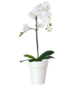 Capri Orchid Pot with Orchid Gift Combo (4plants with pots) - THE GARDEN CENTRE