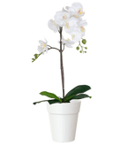 Capri Orchid Pot with Orchid Gift Combo (4plants with pots) - THE GARDEN CENTRE