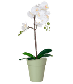 Capri Orchid Pot with Orchid Gift Combo (4plants with pots) - THE GARDEN CENTRE