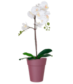 Capri Orchid Pot with Orchid Gift Combo (4plants with pots) - THE GARDEN CENTRE