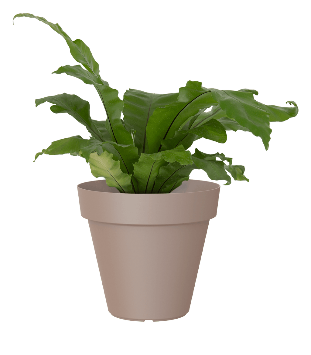 Capri pot with saucer - THE GARDEN CENTRE