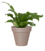 Capri pot with saucer - THE GARDEN CENTRE
