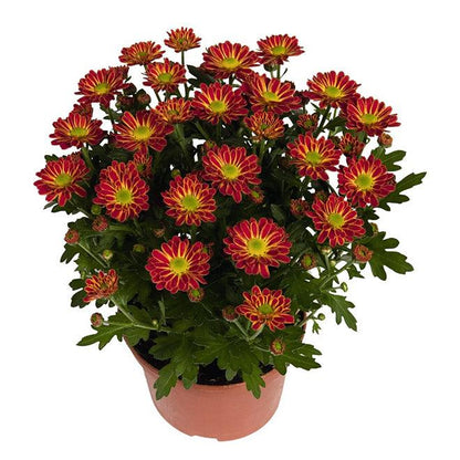 Chrysanthemum Plant - THE GARDEN CENTRE