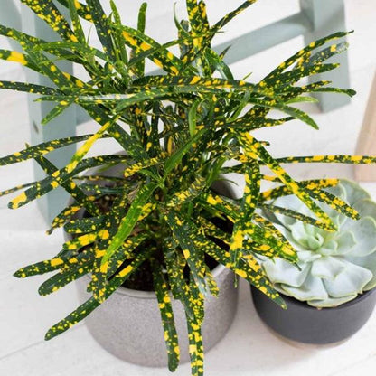 Croton - THE GARDEN CENTRE