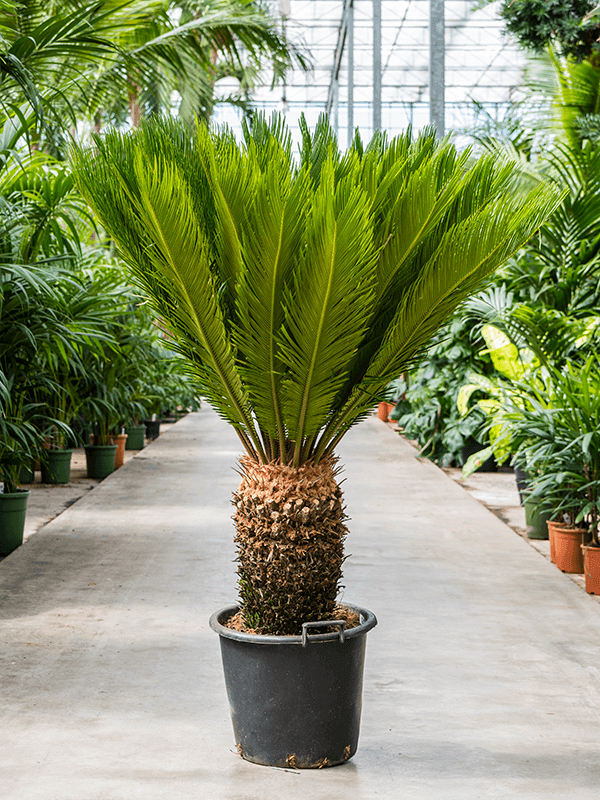 Cycas Revoluta - THE GARDEN CENTRE