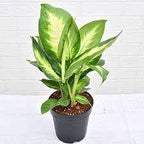 Dieffenbachia Plant (Dumb canes) - THE GARDEN CENTRE