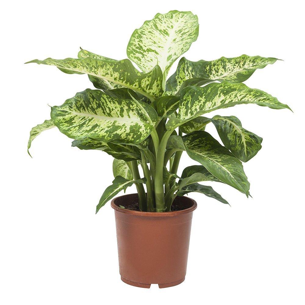 Dieffenbachia Plant (Dumb canes) - THE GARDEN CENTRE