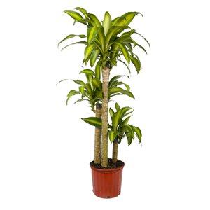 the dracaena centre Dracaena Massangeana Plant 120cm high – THE GARDEN CENTRE