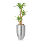 Dracaena Massangeana Plant 120cm high - THE GARDEN CENTRE