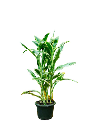 Dracaena sanderiana - THE GARDEN CENTRE