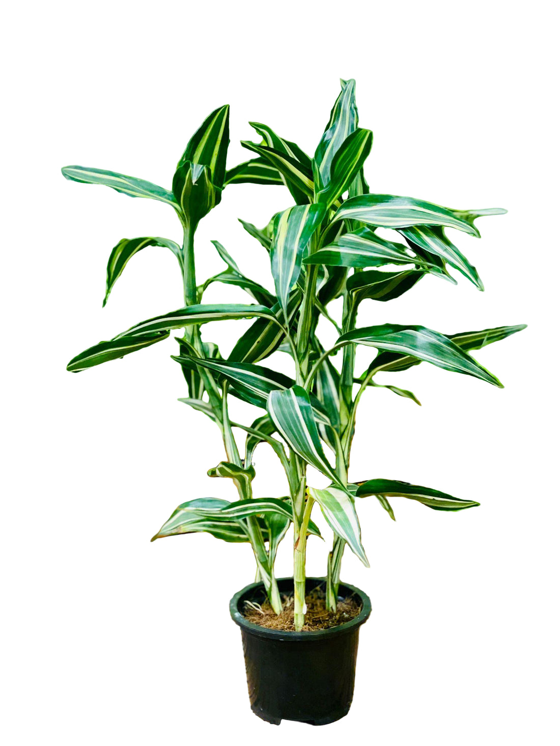 Dracaena sanderiana - THE GARDEN CENTRE