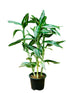 Dracaena sanderiana - THE GARDEN CENTRE