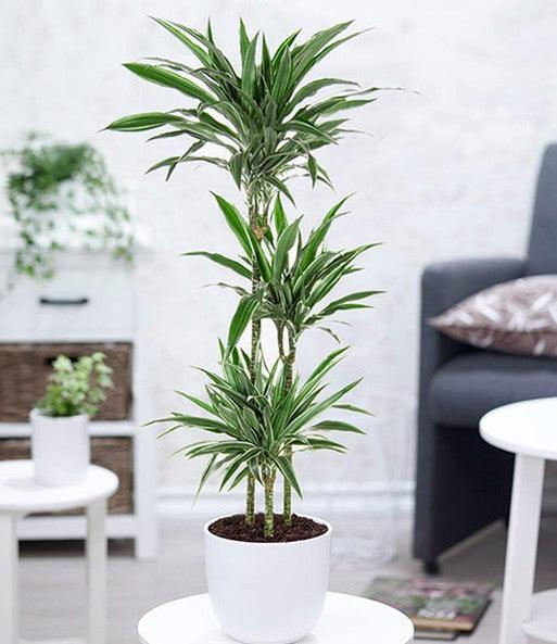 dracaena warneckii pet safe Dracaena Warneckii Plant – THE GARDEN CENTRE