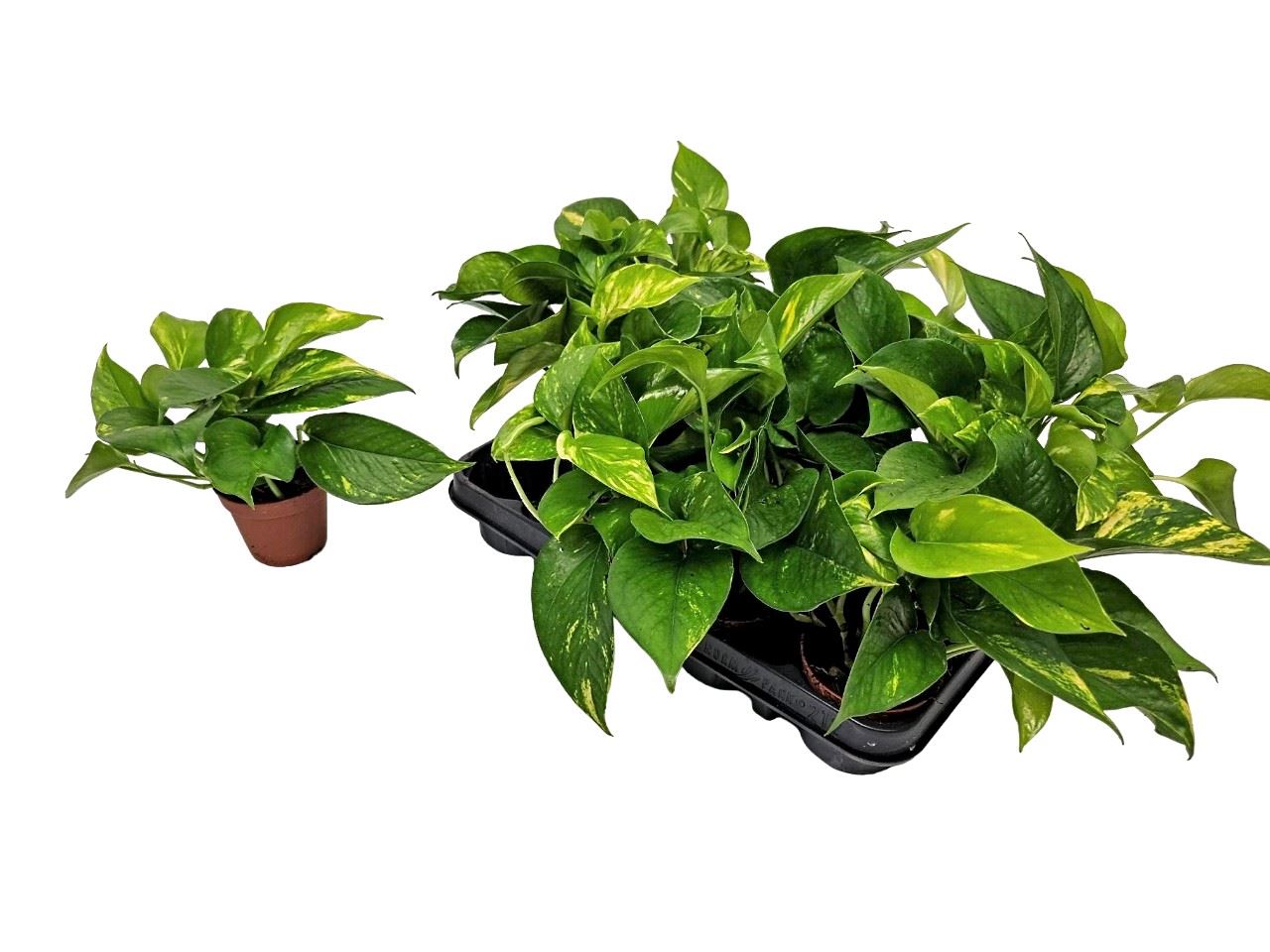 Scindapsus Aureas -MoneyPlant/Pothos - THE GARDEN CENTRE