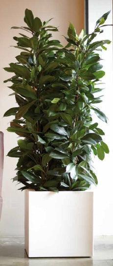 Esquire square pot - THE GARDEN CENTRE