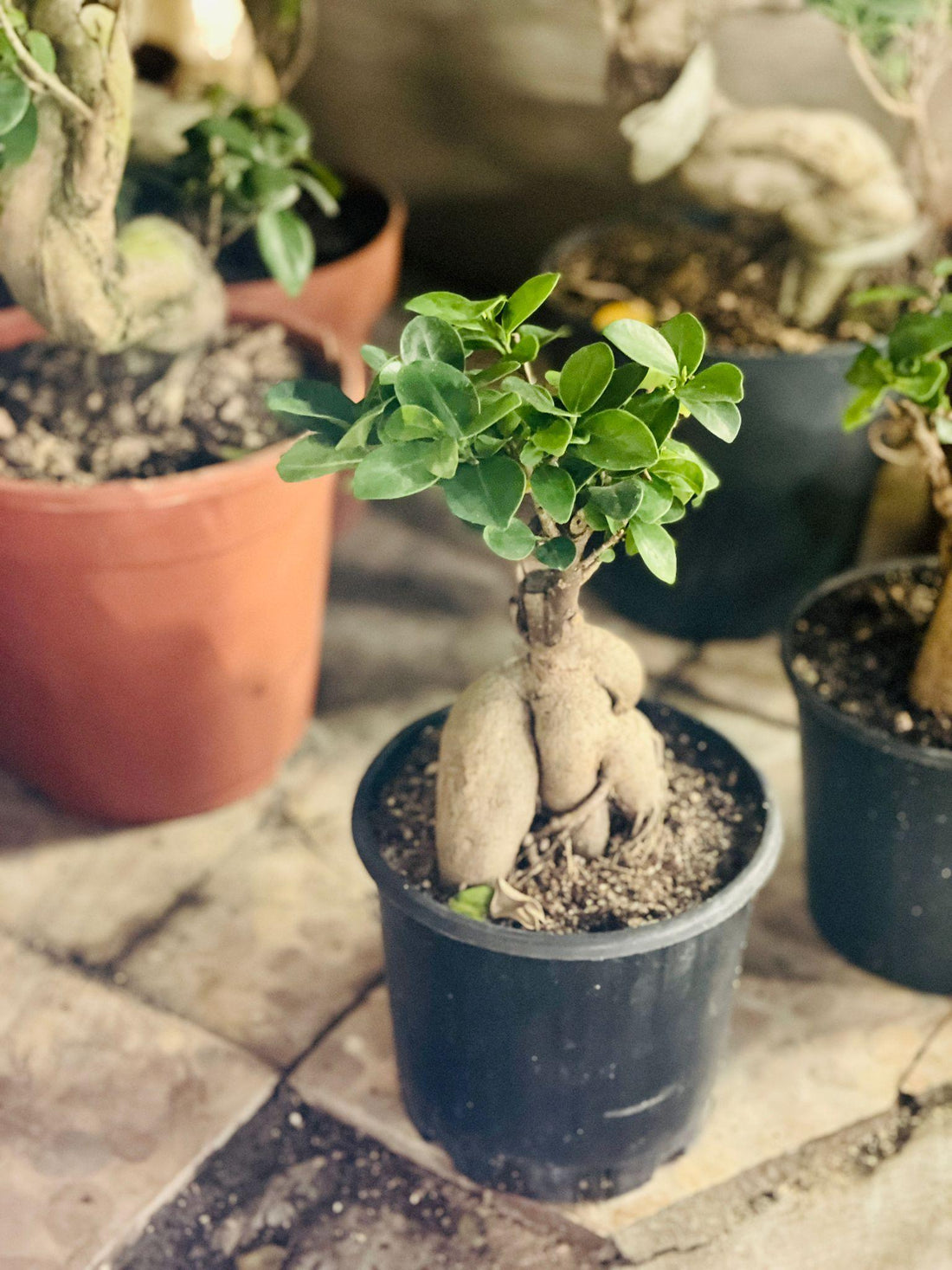 Ficus Bonsai - THE GARDEN CENTRE