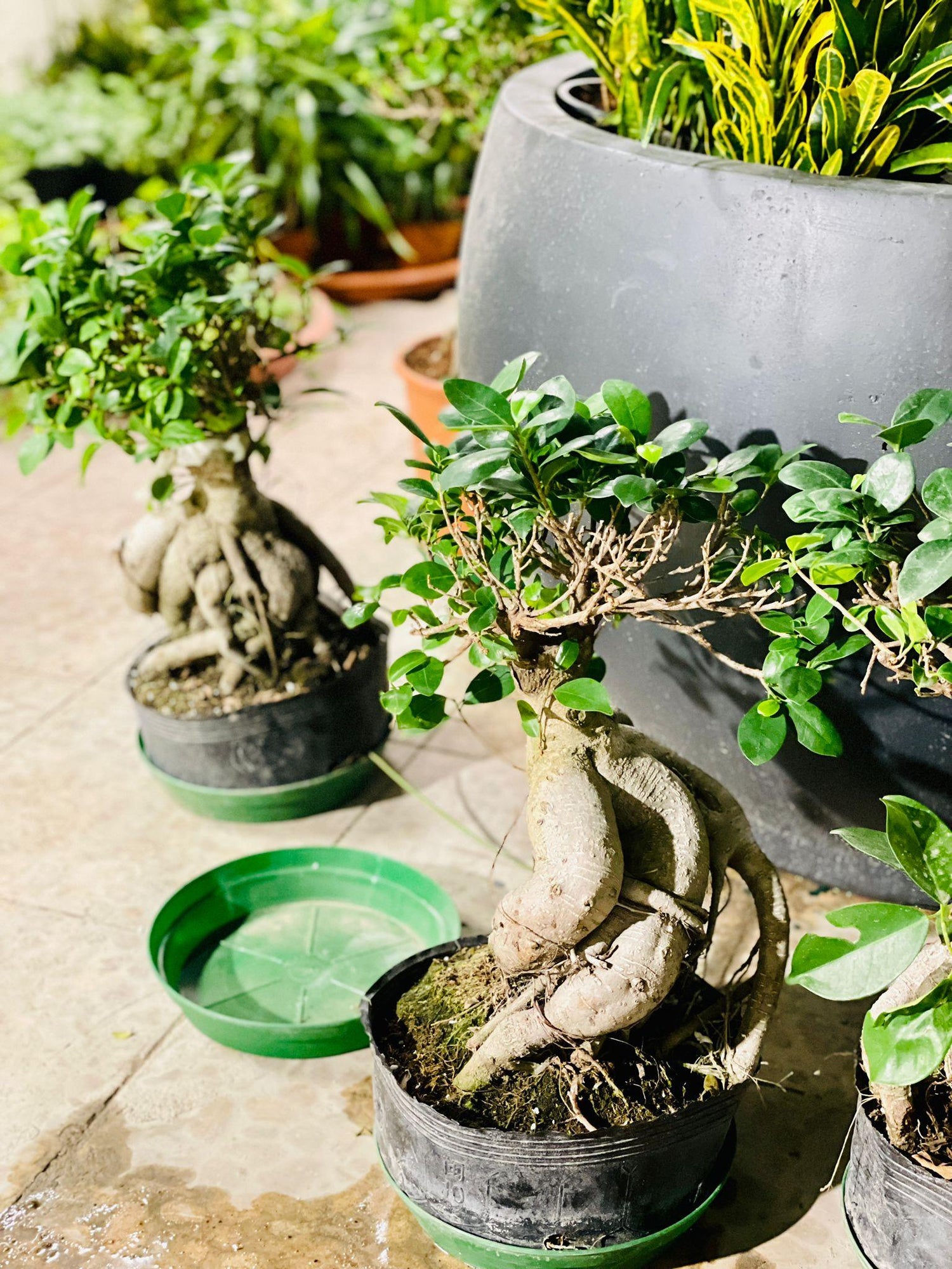 Ficus Bonsai - THE GARDEN CENTRE