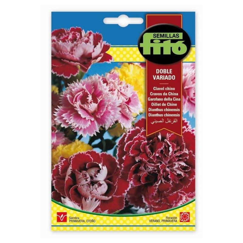 Fito Dianthus chinensis double mix - THE GARDEN CENTRE