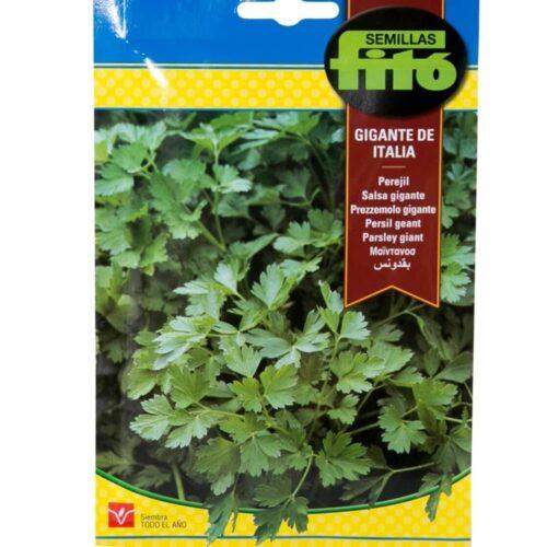 Fito Parsely giant - THE GARDEN CENTRE