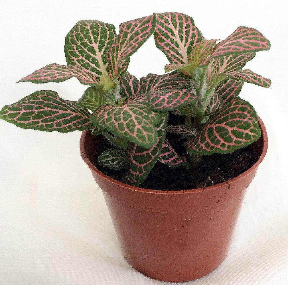 Fittonia Mini - THE GARDEN CENTRE