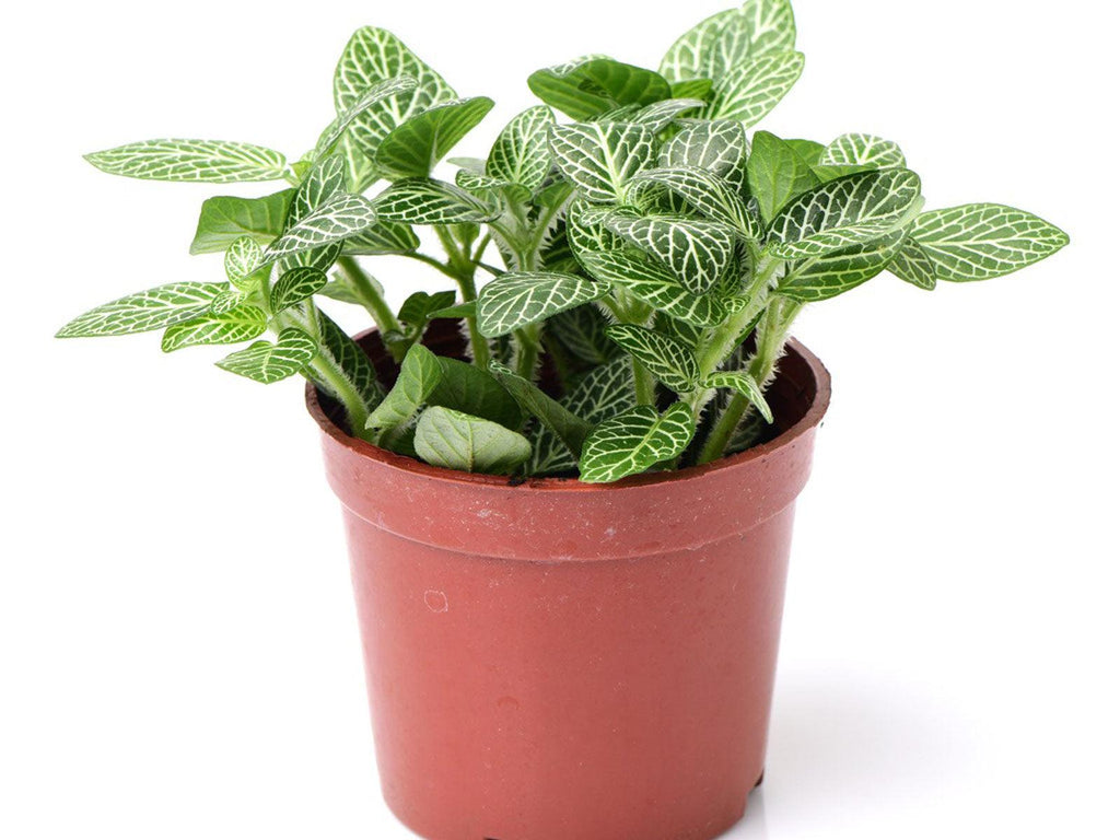 Fittonia Mini - THE GARDEN CENTRE