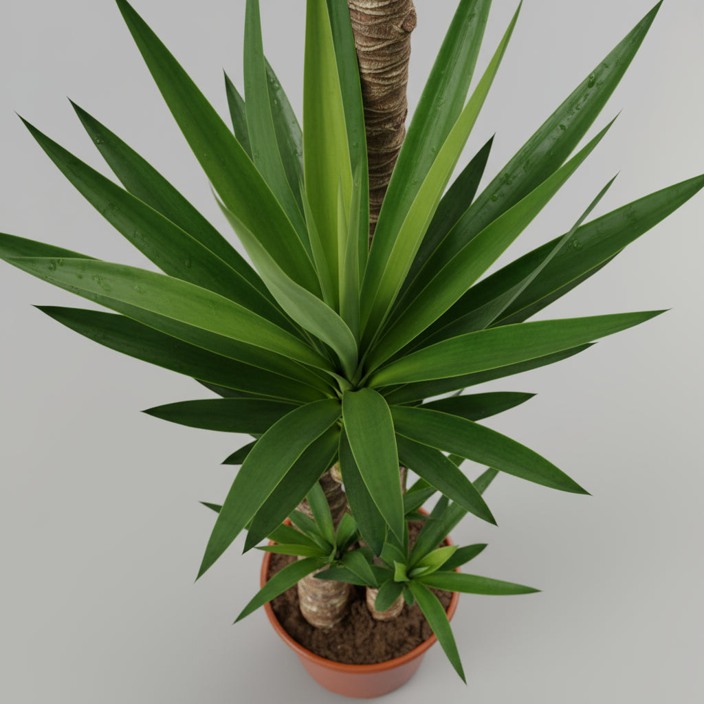 Yucca Elephantipes 3pp 120cm Plant - THE GARDEN CENTRE