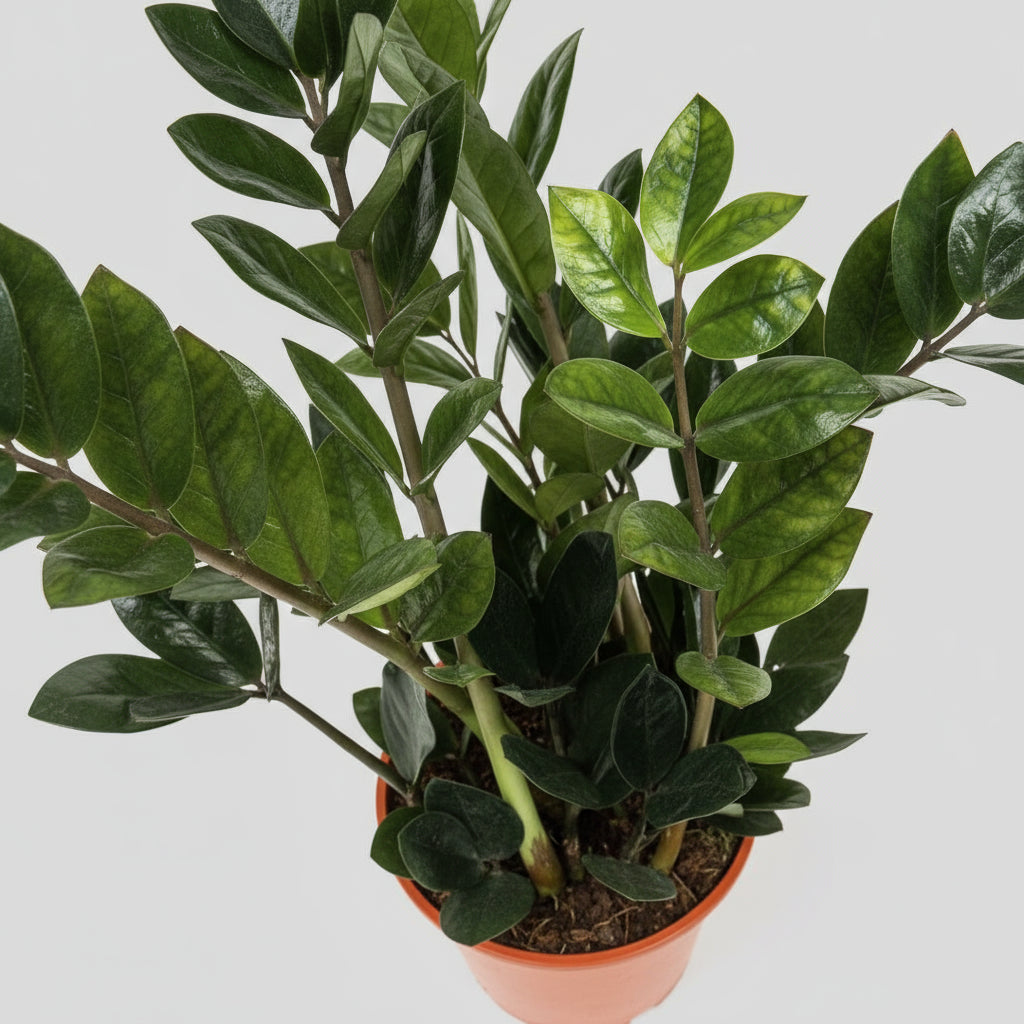 Zamioculcas Zamiifolia Plant - THE GARDEN CENTRE