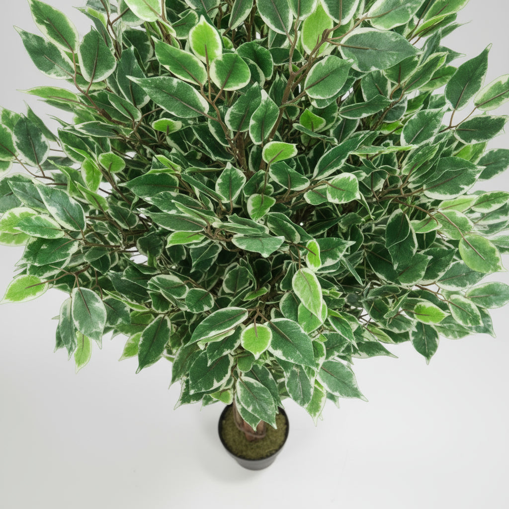 شجرة التين المتنوعة ذات جذع الخشب