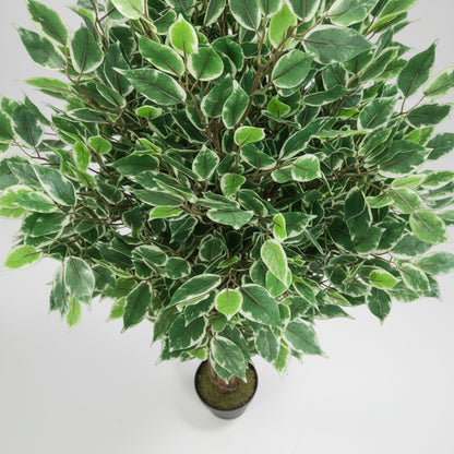 شجرة التين المتنوعة ذات جذع الخشب