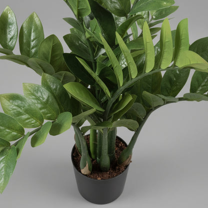 Zamioculcas Zamiifolia اصطناعي