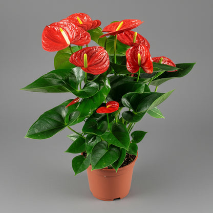 أنثوريوم أندريانوم