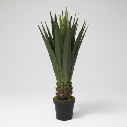 نبات السيزال 100 سم