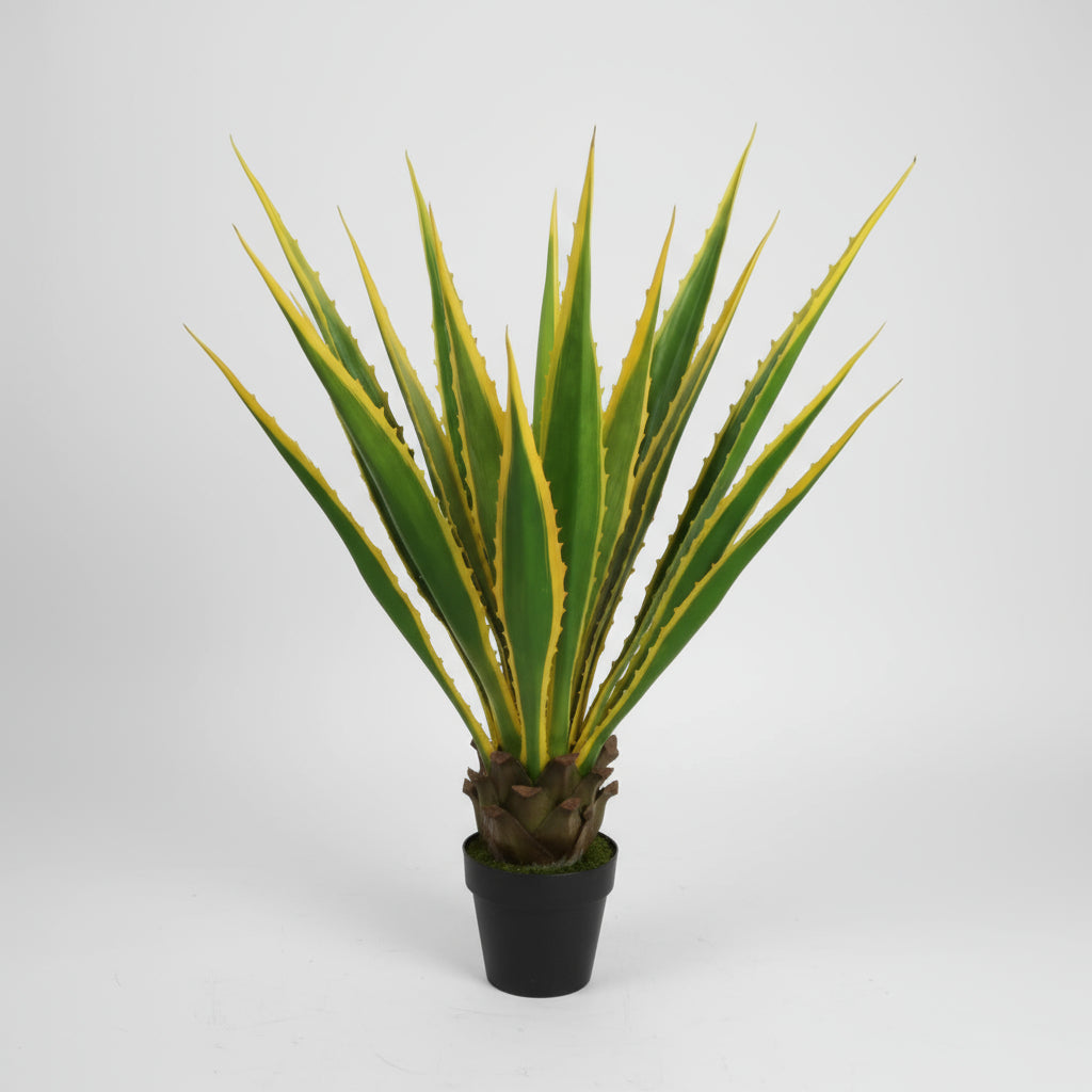 أغاف أمريكانا 115 سم