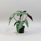 Artificial Alicasia Poly. - THE GARDEN CENTRE