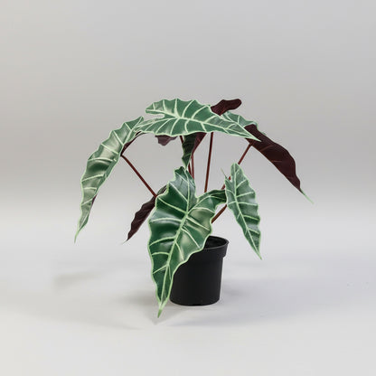 أليكاسيا بولي الاصطناعي