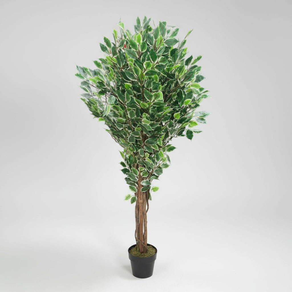 شجرة التين المتنوعة ذات جذع الخشب