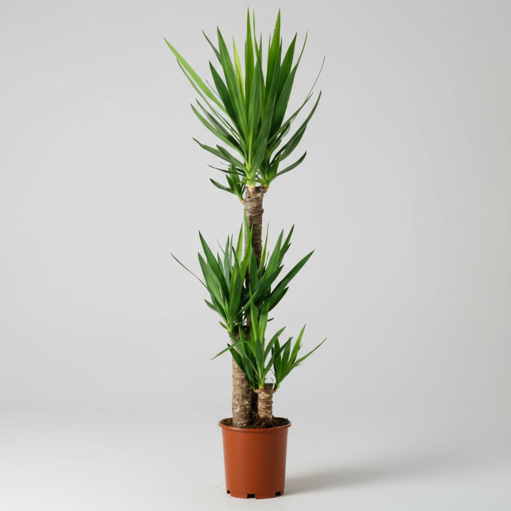 نبات اليوكا الفيليبس 3 قطع، 120 سم