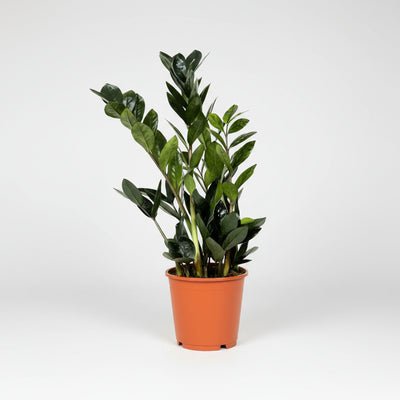 Zamioculcas Zamiifolia Plant - THE GARDEN CENTRE